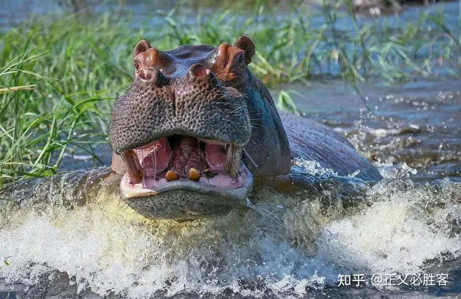 Vì sao sư tử ít săn hà mã mà lại 'thích' ăn thịt trâu rừng châu Phi?- Ảnh 3.