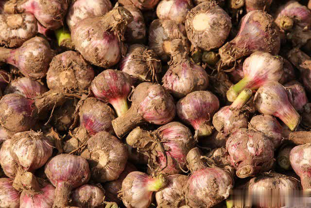 7 loại rau &ldquo;kh&oacute; bị s&acirc;u bệnh&rdquo;, cực dễ trồng dễ chăm, ai sợ thuốc trừ s&acirc;u th&igrave; c&oacute; thể tự trồng tại nh&agrave;- Ảnh 1.