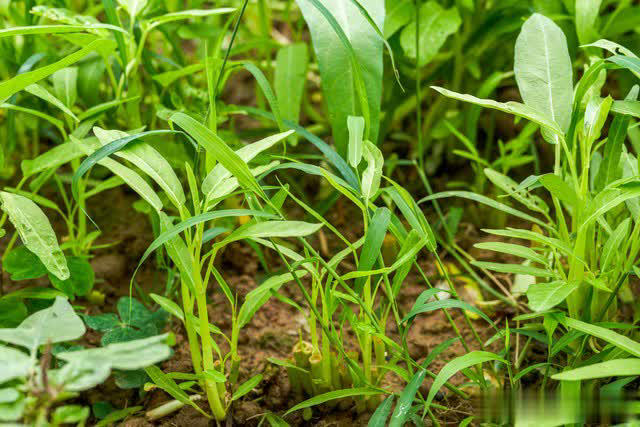 7 loại rau &ldquo;kh&oacute; bị s&acirc;u bệnh&rdquo;, cực dễ trồng dễ chăm, ai sợ thuốc trừ s&acirc;u th&igrave; c&oacute; thể tự trồng tại nh&agrave;- Ảnh 2.