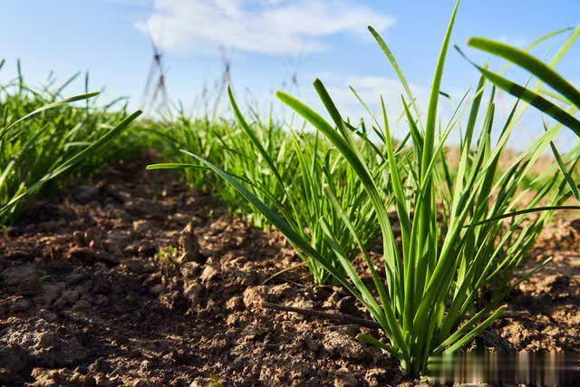 7 loại rau &ldquo;kh&oacute; bị s&acirc;u bệnh&rdquo;, cực dễ trồng dễ chăm, ai sợ thuốc trừ s&acirc;u th&igrave; c&oacute; thể tự trồng tại nh&agrave;- Ảnh 3.