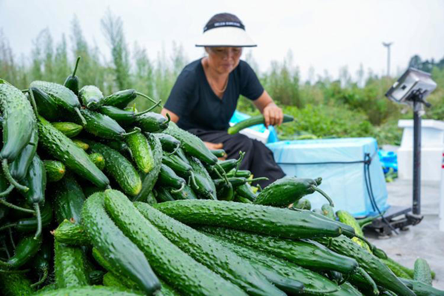 Dưa Chuột Dưa Chuột