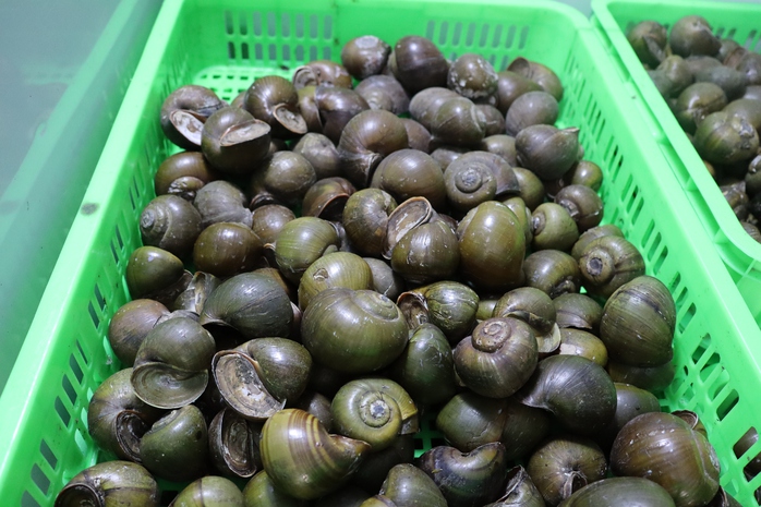Đặc sản ốc gác bếp ở Cần Thơ: Hành trình thành công của mẹ bỉm sữa Đặng Thế Quỳnh Anh - Ảnh 2.