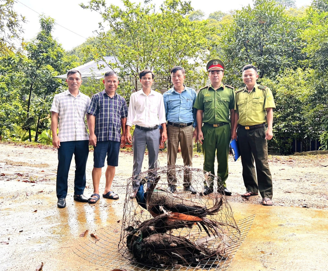 Hai cá thể rùa núi vàng được phát hiện tại vườn nhà dân ở Hà Tĩnh - Ảnh 2.