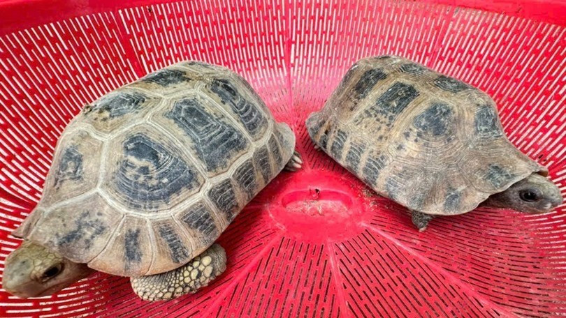 Hai cá thể rùa núi vàng được phát hiện tại vườn nhà dân ở Hà Tĩnh - Ảnh 1.