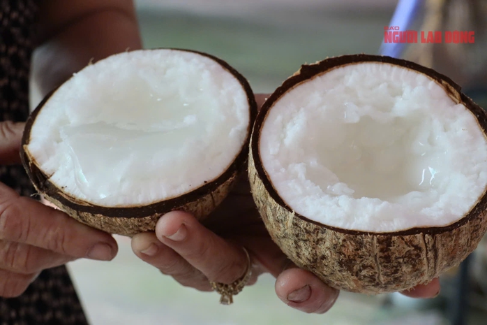 Mô hình trồng dừa sáp tại Cần Thơ mang lại thu nhập cao cho nhà vườn - Ảnh 4. Mô hình trồng dừa sáp tại Cần Thơ mang lại thu nhập cao cho nhà vườn - Ảnh 4.