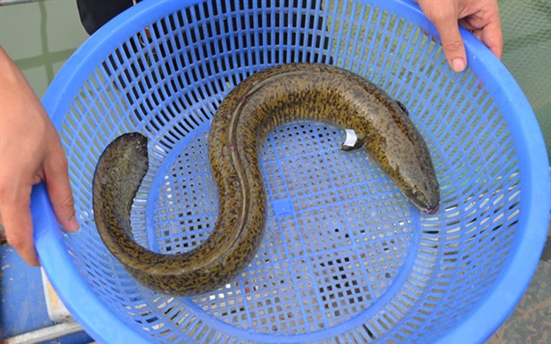 Li&ecirc;n tiếp bệnh nh&acirc;n cấp cứu sau khi ăn c&aacute;: B&aacute;c sĩ Bạch Mai cảnh b&aacute;o mối nguy hiểm "ẩn m&igrave;nh" - Ảnh 1.