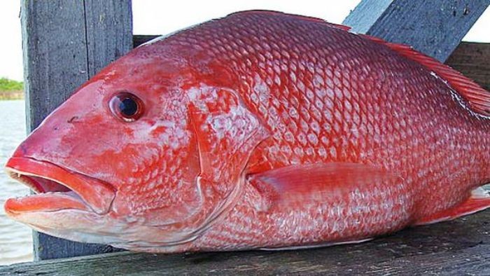 Li&ecirc;n tiếp bệnh nh&acirc;n cấp cứu sau khi ăn c&aacute;: B&aacute;c sĩ Bạch Mai cảnh b&aacute;o mối nguy hiểm "ẩn m&igrave;nh" - Ảnh 2.