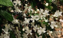 Ý nghĩa phong thủy của cây trầu bà đế vương - Ảnh 5. Ý nghĩa phong thủy của cây trầu bà đế vương - Ảnh 5.