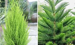 Ý nghĩa phong thủy của cây trầu bà đế vương - Ảnh 3. Ý nghĩa phong thủy của cây trầu bà đế vương - Ảnh 3.