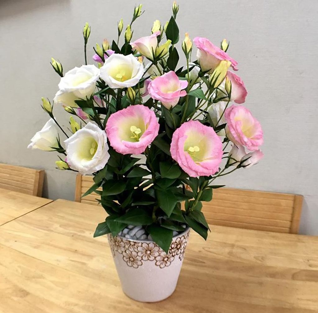 5 cây hoa cải vận cho không gian sống thêm may mắn, thịnh vượng - Ảnh 5. 5 cây hoa cải vận cho không gian sống thêm may mắn, thịnh vượng - Ảnh 5.