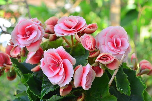 5 cây hoa cải vận cho không gian sống thêm may mắn, thịnh vượng - Ảnh 2. 5 cây hoa cải vận cho không gian sống thêm may mắn, thịnh vượng - Ảnh 2.