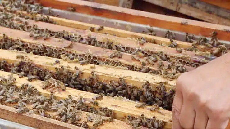 - Ảnh 3. - Ảnh 3.