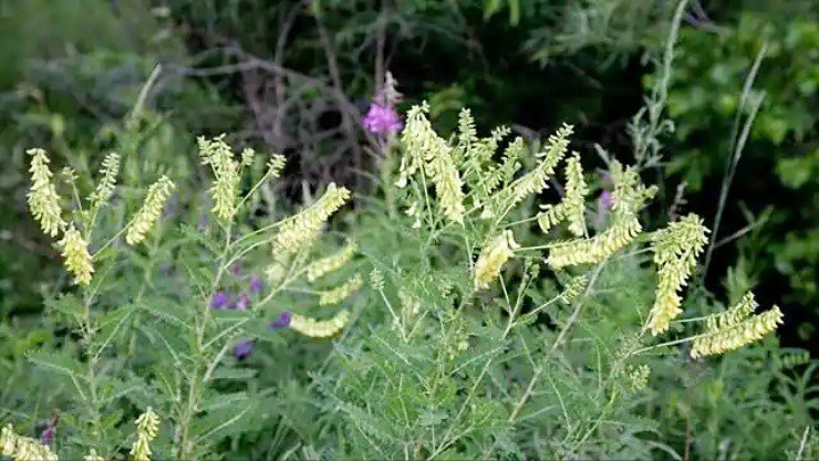 - Ảnh 1. - Ảnh 1.