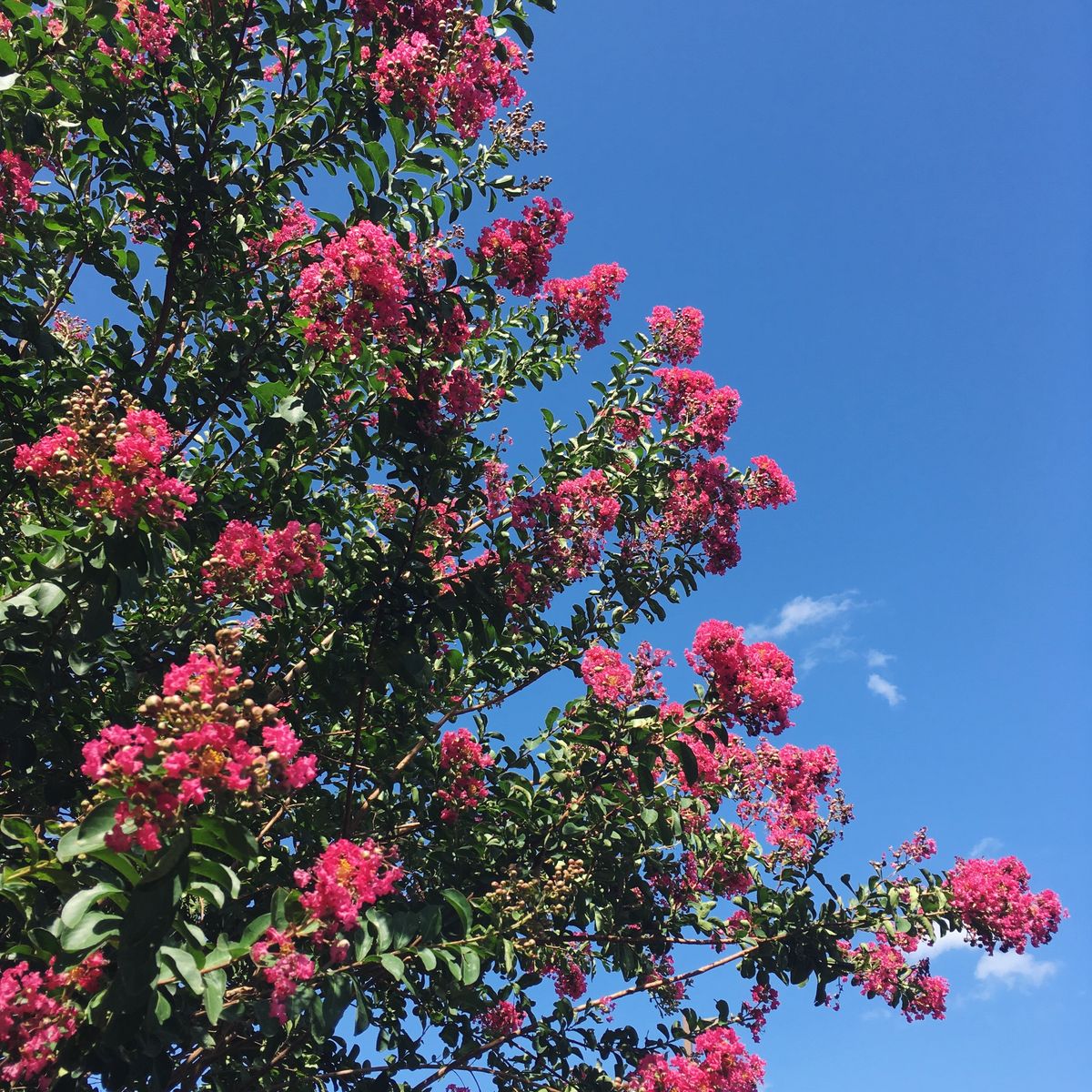 Ông bà bảo: 4 cây quý như vàng ròng, trồng trong nhà phúc khí kéo dài trăm năm, con cháu đời đời hưởng phúc- Ảnh 8.