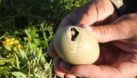 Lo&agrave;i chim qu&yacute; hiếm bậc nhất thế giới, vừa nở ra đ&atilde; biết bay- Ảnh 3.