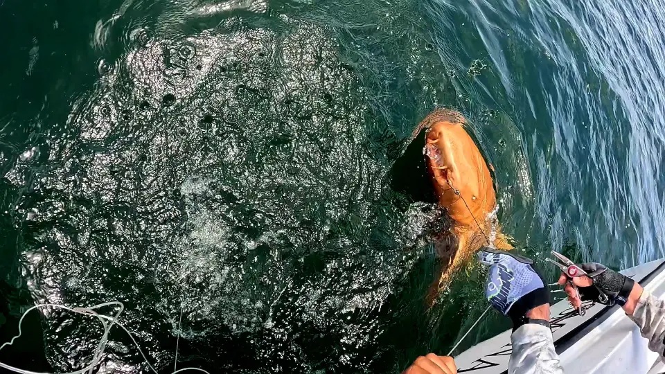 Ngư d&acirc;n lần đầu c&acirc;u được c&aacute; mập m&agrave;u cam kỳ lạ với đ&ocirc;i mắt trắng ma qu&aacute;i - Ảnh 2.