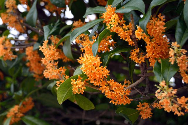 Ông bà bảo: 4 cây quý như vàng ròng, trồng trong nhà phúc khí kéo dài trăm năm, con cháu đời đời hưởng phúc- Ảnh 5.