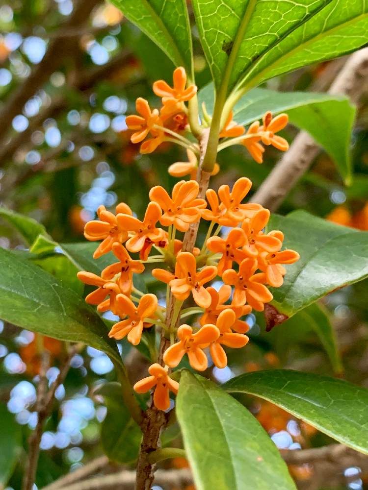 Ông bà bảo: 4 cây quý như vàng ròng, trồng trong nhà phúc khí kéo dài trăm năm, con cháu đời đời hưởng phúc- Ảnh 4.