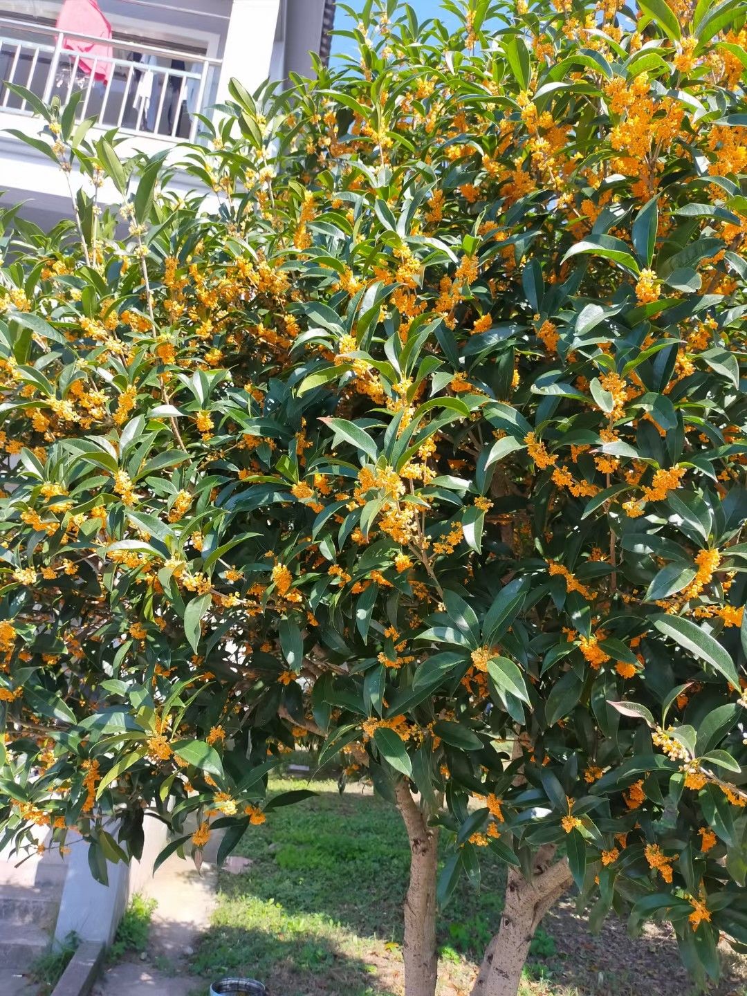 Ông bà bảo: 4 cây quý như vàng ròng, trồng trong nhà phúc khí kéo dài trăm năm, con cháu đời đời hưởng phúc- Ảnh 6.