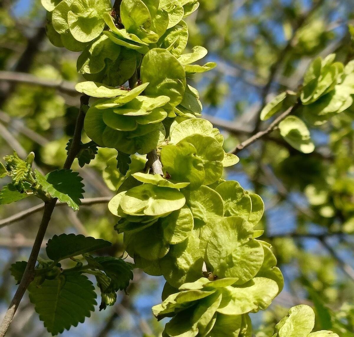 Ông bà bảo: 4 cây quý như vàng ròng, trồng trong nhà phúc khí kéo dài trăm năm, con cháu đời đời hưởng phúc- Ảnh 2.