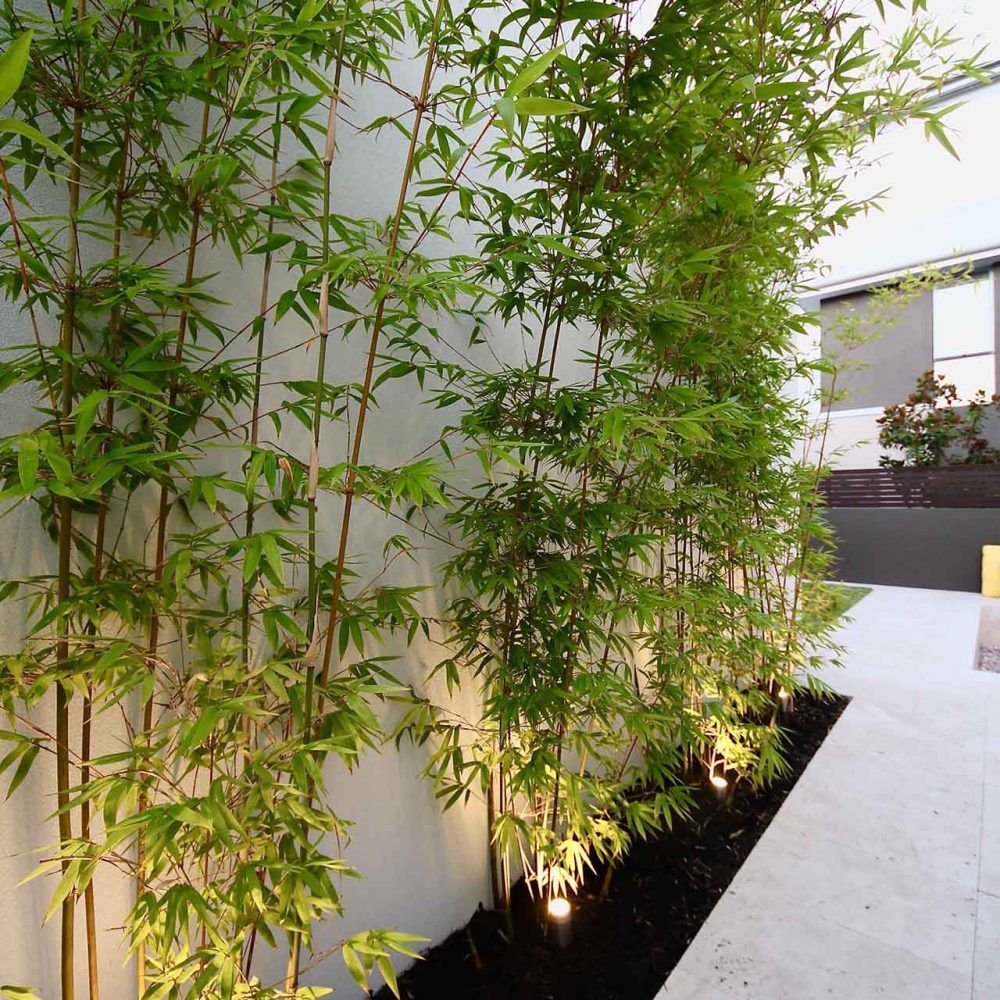 Ông bà bảo: 4 cây quý như vàng ròng, trồng trong nhà phúc khí kéo dài trăm năm, con cháu đời đời hưởng phúc- Ảnh 10.