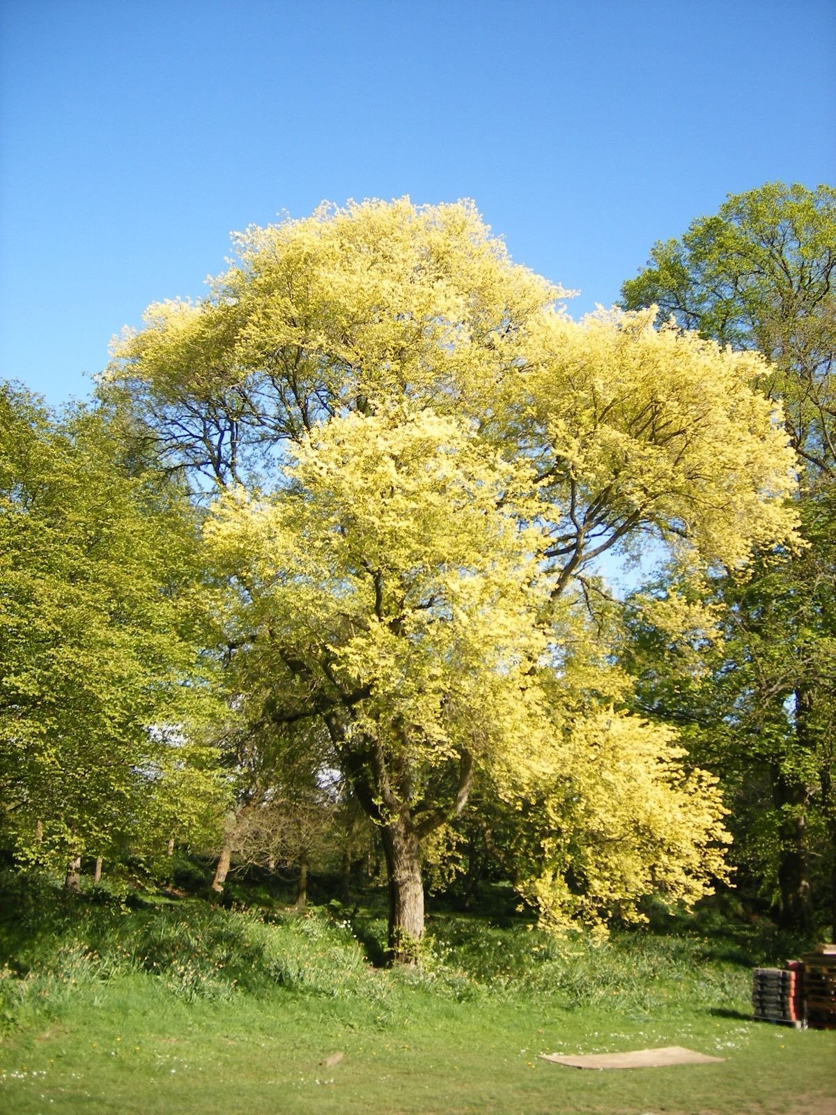 Ông bà bảo: 4 cây quý như vàng ròng, trồng trong nhà phúc khí kéo dài trăm năm, con cháu đời đời hưởng phúc- Ảnh 3.