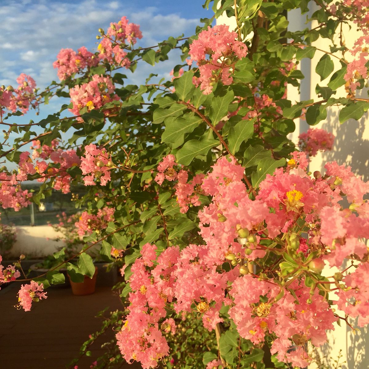 Ông bà bảo: 4 cây quý như vàng ròng, trồng trong nhà phúc khí kéo dài trăm năm, con cháu đời đời hưởng phúc- Ảnh 7.