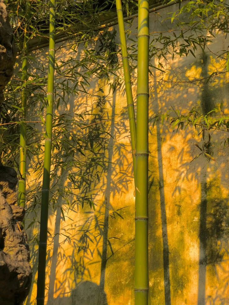 Ông bà bảo: 4 cây quý như vàng ròng, trồng trong nhà phúc khí kéo dài trăm năm, con cháu đời đời hưởng phúc- Ảnh 11.