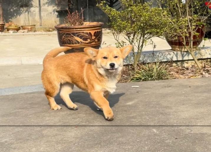 5 loài vật ghé nhà không chịu đi: Điềm báo phong thủy "tiền vào như nước" - Ảnh 2. 5 loài vật ghé nhà không chịu đi: Điềm báo phong thủy "tiền vào như nước" - Ảnh 2.