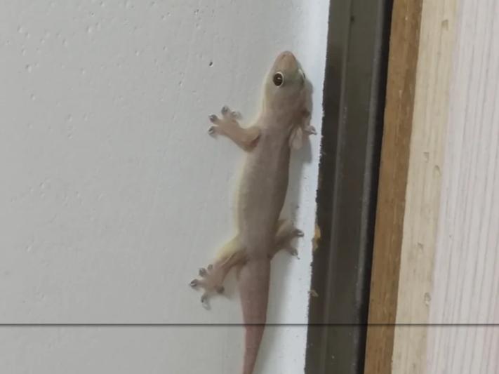 5 loài vật ghé nhà không chịu đi: Điềm báo phong thủy "tiền vào như nước" - Ảnh 3. 5 loài vật ghé nhà không chịu đi: Điềm báo phong thủy "tiền vào như nước" - Ảnh 3.