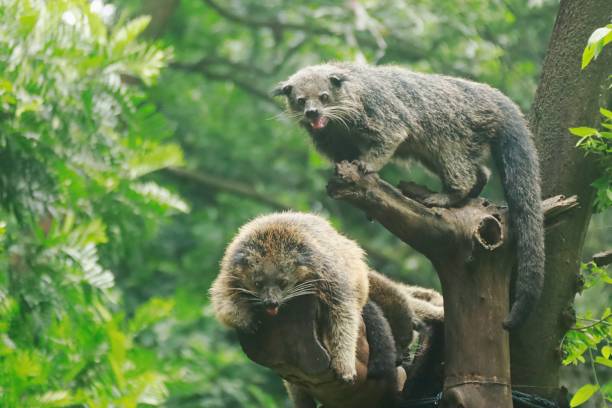 Loài động vật quý hiếm có mùi bắp rang bơ, đang đối mặt với nguy cơ tuyệt chủng tại Việt Nam, chỉ còn số lượng rất ít trong tự nhiên - Ảnh 5.
