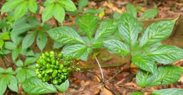 Loại lá đắt đỏ bậc nhất thế giới, 150 triệu đồng/kg, chỉ duy nhất Việt Nam sở hữu - Ảnh 6.