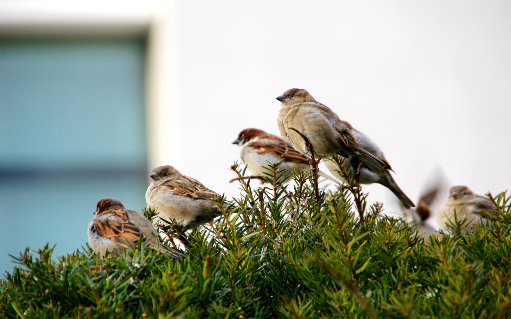 5 loài vật ghé nhà không chịu đi: Điềm báo phong thủy "tiền vào như nước" - Ảnh 5. 5 loài vật ghé nhà không chịu đi: Điềm báo phong thủy "tiền vào như nước" - Ảnh 5.