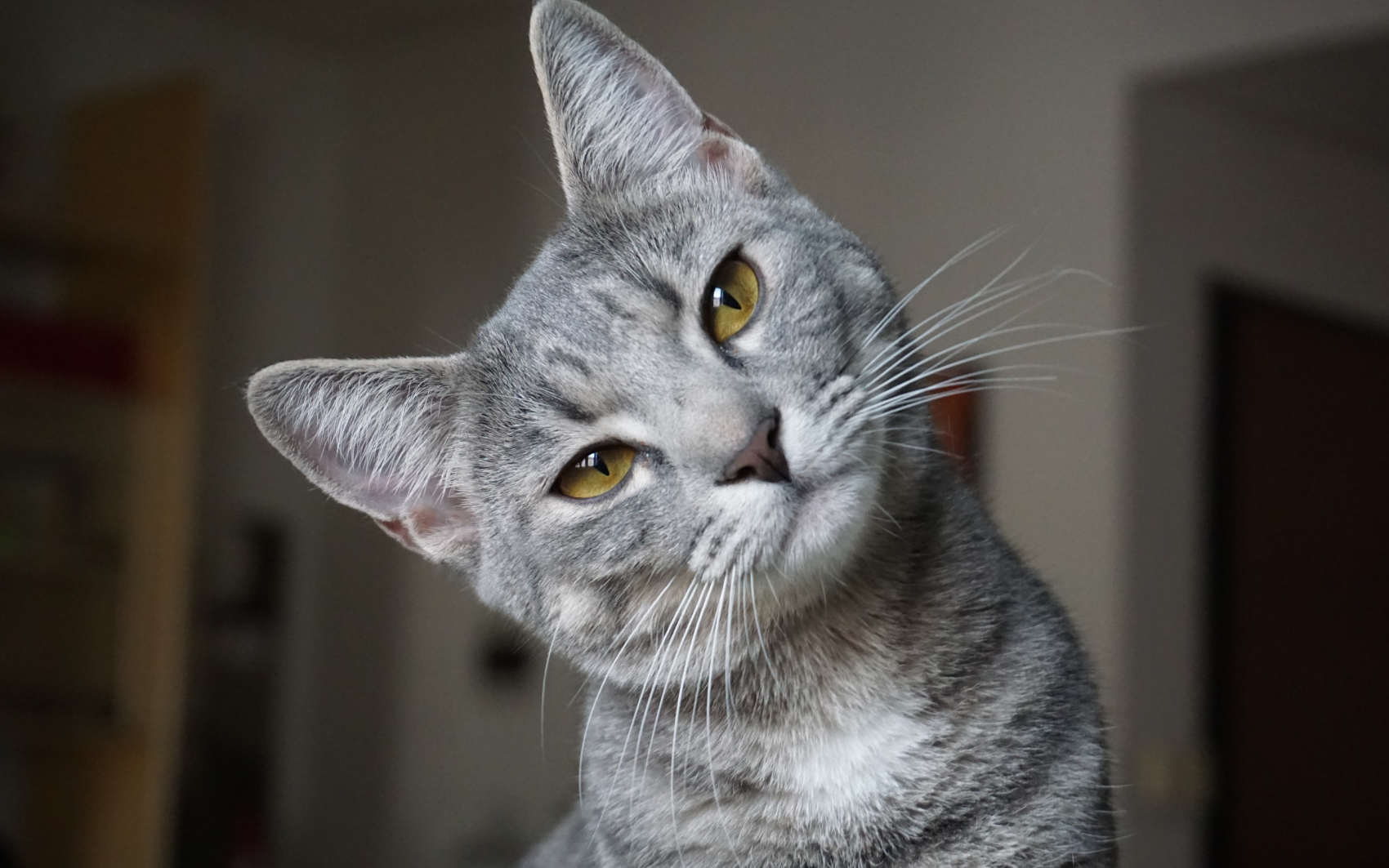 5 loài vật ghé nhà không chịu đi: Điềm báo phong thủy "tiền vào như nước" - Ảnh 4. 5 loài vật ghé nhà không chịu đi: Điềm báo phong thủy "tiền vào như nước" - Ảnh 4.