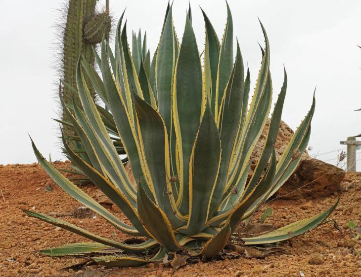 Ông bà xưa nói: 4 loại cây cảnh “mạ vàng” nên trồng trong nhà, giữ được là lộc kéo vào đầy ắp- Ảnh 4.