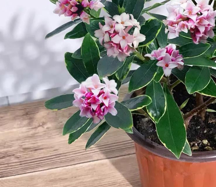 Ông bà xưa nói: 4 loại cây cảnh “mạ vàng” nên trồng trong nhà, giữ được là lộc kéo vào đầy ắp- Ảnh 2.