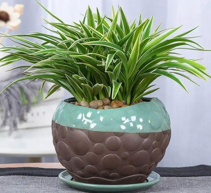 Ông bà xưa nói: 4 loại cây cảnh “mạ vàng” nên trồng trong nhà, giữ được là lộc kéo vào đầy ắp- Ảnh 3.