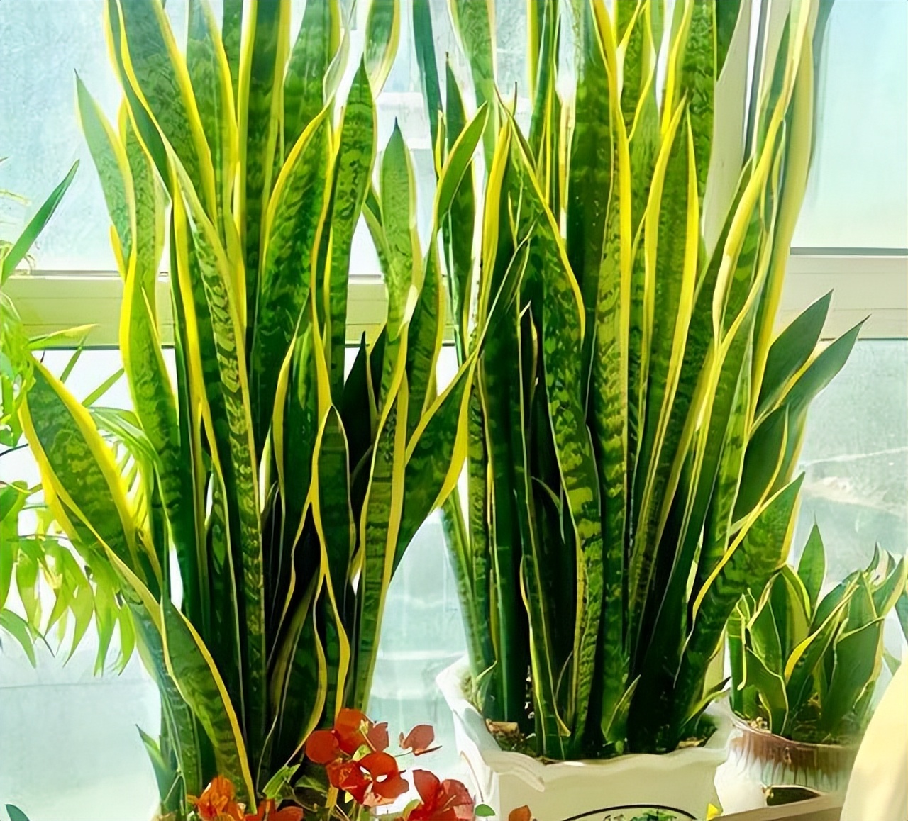 Ông bà xưa nói: 4 loại cây cảnh “mạ vàng” nên trồng trong nhà, giữ được là lộc kéo vào đầy ắp- Ảnh 1.