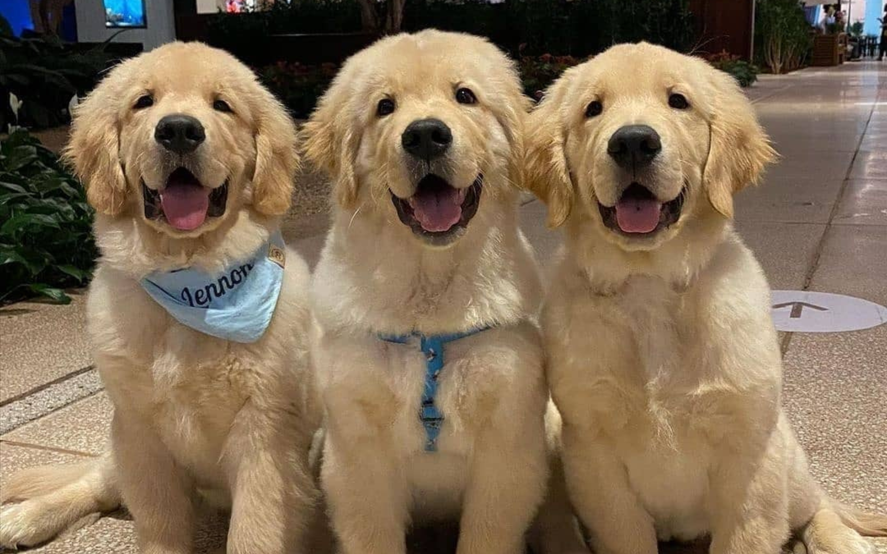 Bạn tưởng đang nuôi chó, hóa ra chó mang lại vận may cho bạn- Ảnh 2.