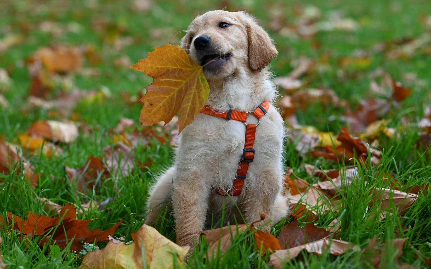 Bạn tưởng đang nuôi chó, hóa ra chó mang lại vận may cho bạn- Ảnh 3.
