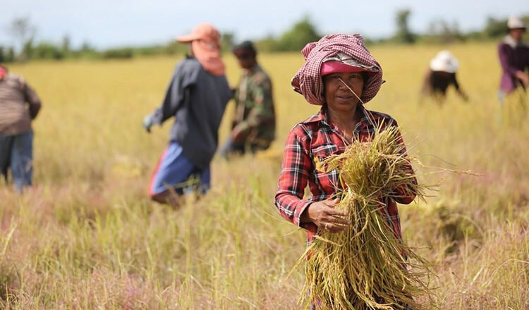 Gi&aacute; &lsquo;hạt v&agrave;ng&rsquo; rớt th&ecirc; thảm, chưa nổi 4.000 đồng/kg, c&ograve;n rẻ hơn cả 1 vi&ecirc;n kẹo, n&ocirc;ng d&acirc;n Campuchia sốc nặng: Thủ tướng đ&iacute;ch th&acirc;n v&agrave;o cuộc- Ảnh 1.