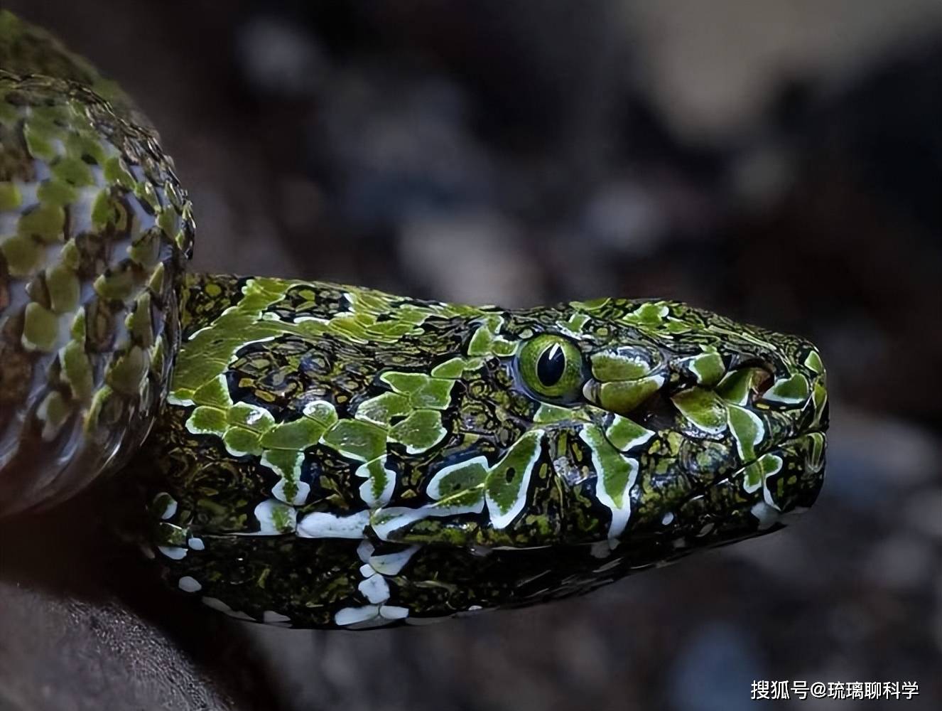 B&iacute; mật của lo&agrave;i rắn lục Mangshan: 'V&agrave;ng lỏng' của tự nhi&ecirc;n v&agrave; cuộc chiến sinh tồn trước bờ vực tuyệt chủng- Ảnh 3.