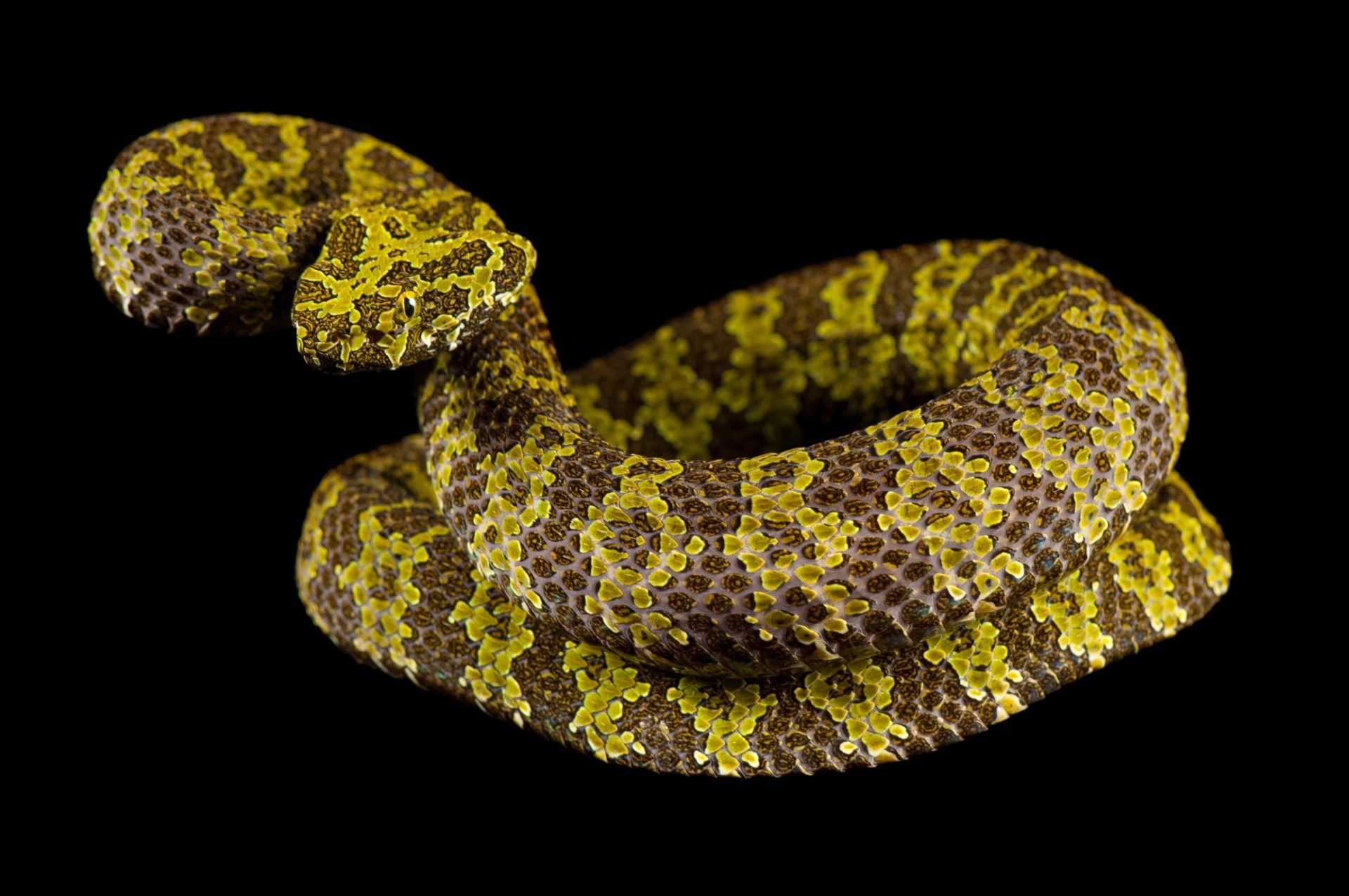 B&iacute; mật của lo&agrave;i rắn lục Mangshan: 'V&agrave;ng lỏng' của tự nhi&ecirc;n v&agrave; cuộc chiến sinh tồn trước bờ vực tuyệt chủng- Ảnh 1.