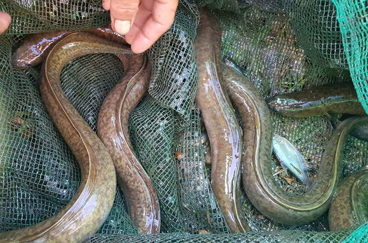 Loại cá được ví như "linh dược của đàn ông", phổ biến ở miền Trung và miền Tây, giá có thể vài triệu/con - Ảnh 3.