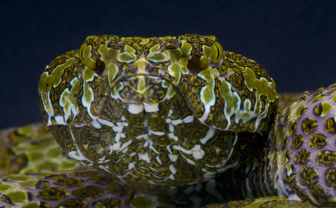 B&iacute; mật của lo&agrave;i rắn lục Mangshan: 'V&agrave;ng lỏng' của tự nhi&ecirc;n v&agrave; cuộc chiến sinh tồn trước bờ vực tuyệt chủng- Ảnh 2.