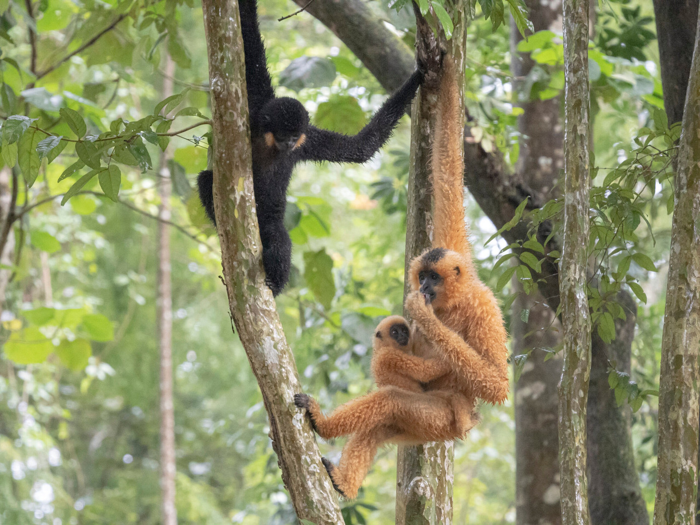 Ph&aacute;t hiện 6 đ&agrave;n vượn đen m&aacute; hung qu&yacute; hiếm ở Đắk Lắk - Ảnh 1.