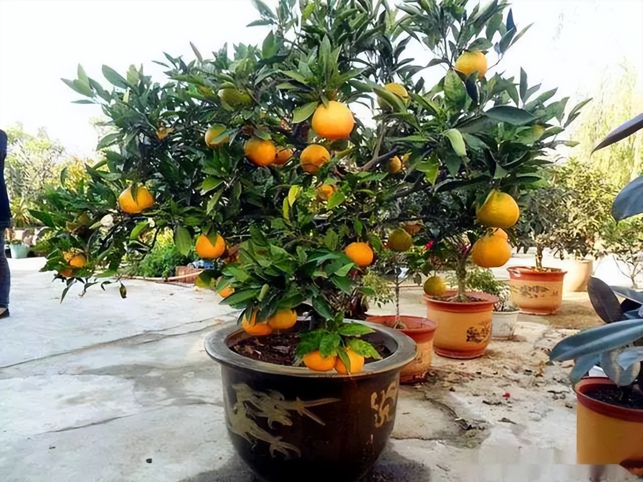 Trồng 6 loại c&acirc;y phong thủy trước nh&agrave; để t&agrave;i lộc &ugrave;n &ugrave;n k&eacute;o đến - Ảnh 3.