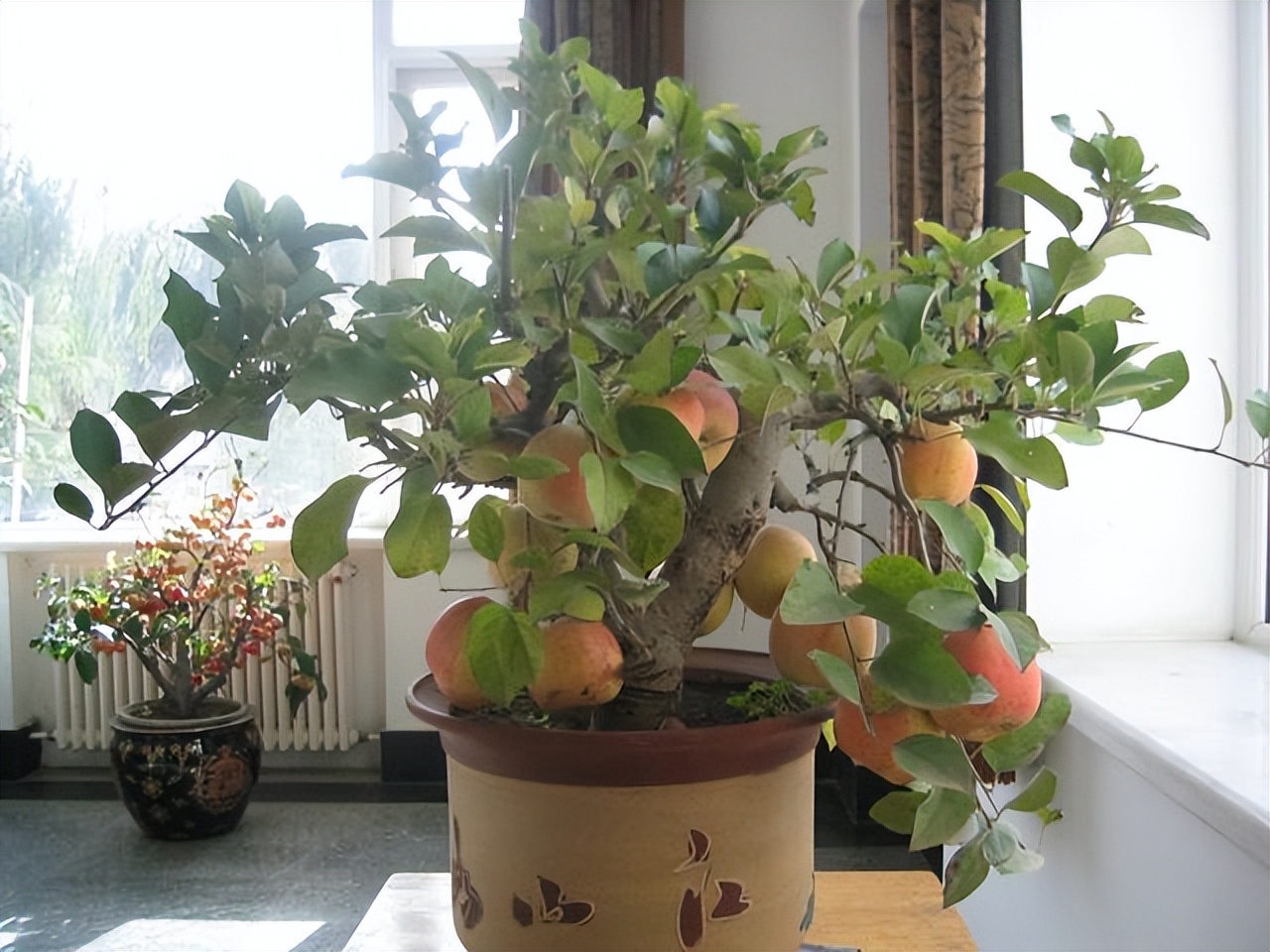 Trồng 6 loại c&acirc;y phong thủy trước nh&agrave; để t&agrave;i lộc &ugrave;n &ugrave;n k&eacute;o đến - Ảnh 6.