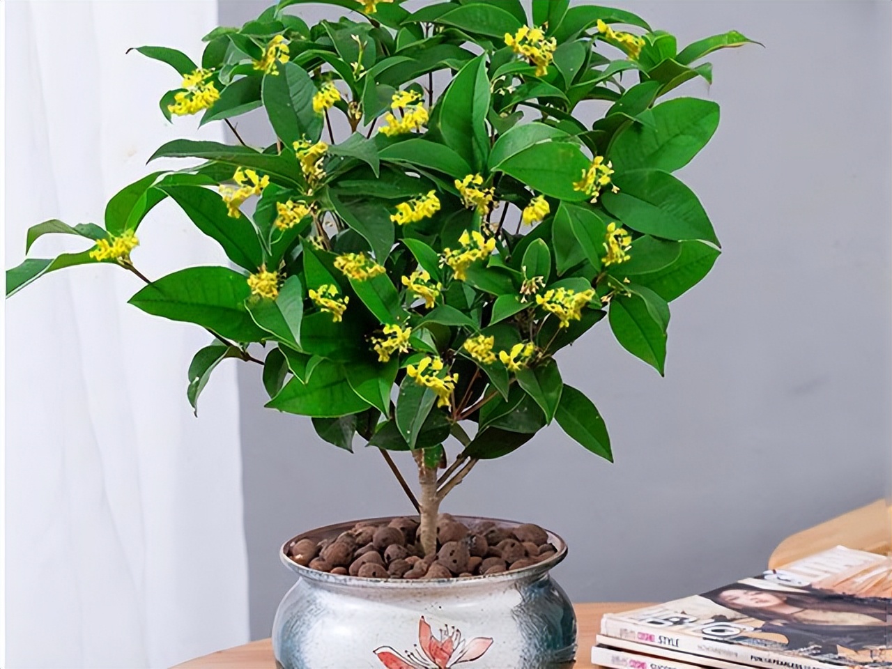 Trồng 6 loại c&acirc;y phong thủy trước nh&agrave; để t&agrave;i lộc &ugrave;n &ugrave;n k&eacute;o đến - Ảnh 1.