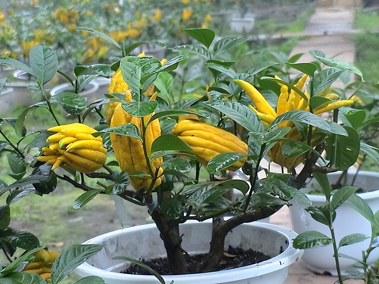 Trồng 6 loại c&acirc;y phong thủy trước nh&agrave; để t&agrave;i lộc &ugrave;n &ugrave;n k&eacute;o đến - Ảnh 2.